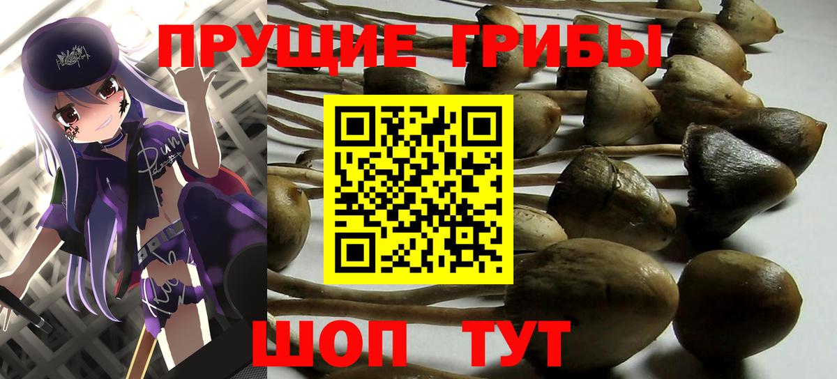 Черкесск  Псилоцибиновые грибы Psilocybe  Вход с VPN 